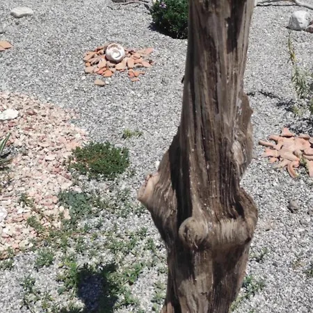 Mountain View Dimilia *