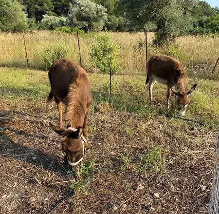 Сasa de vacaciones Mountain View Dimilia Fánai