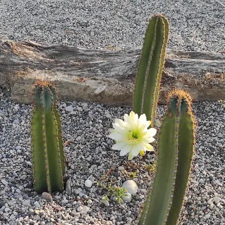 Дом отдыха Mountain View Dimilia Фанай