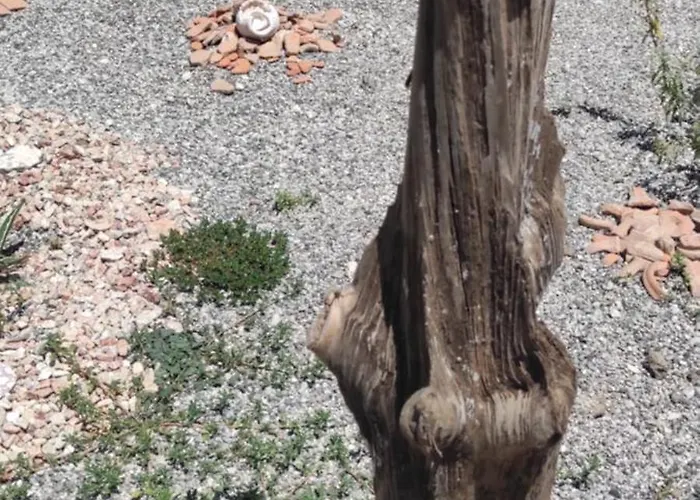 Mountain View Dimilia *