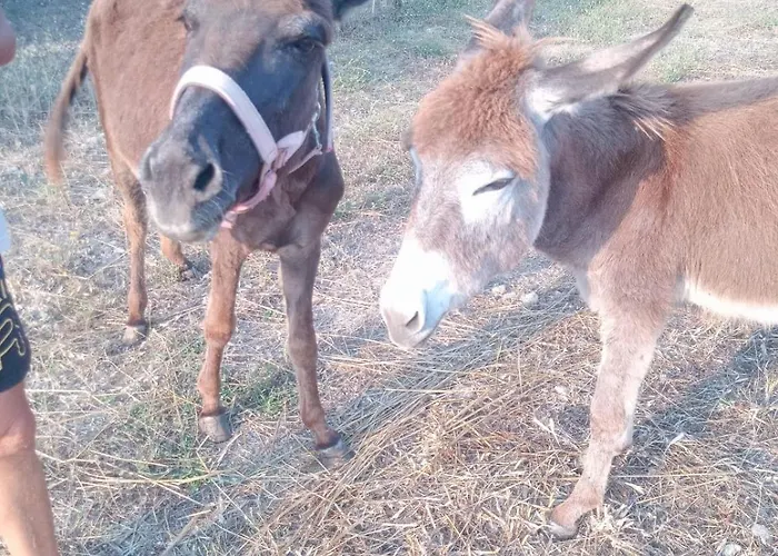 펜션 Mountain View Dimilia Fánai