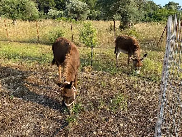 펜션 Mountain View Dimilia Fánai