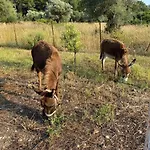 Case de vacanță Mountain View Dimilia Fánai